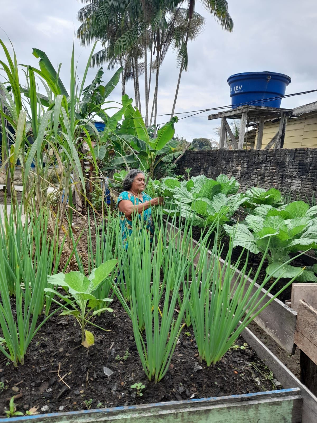 Saberes medicinais e cultivo